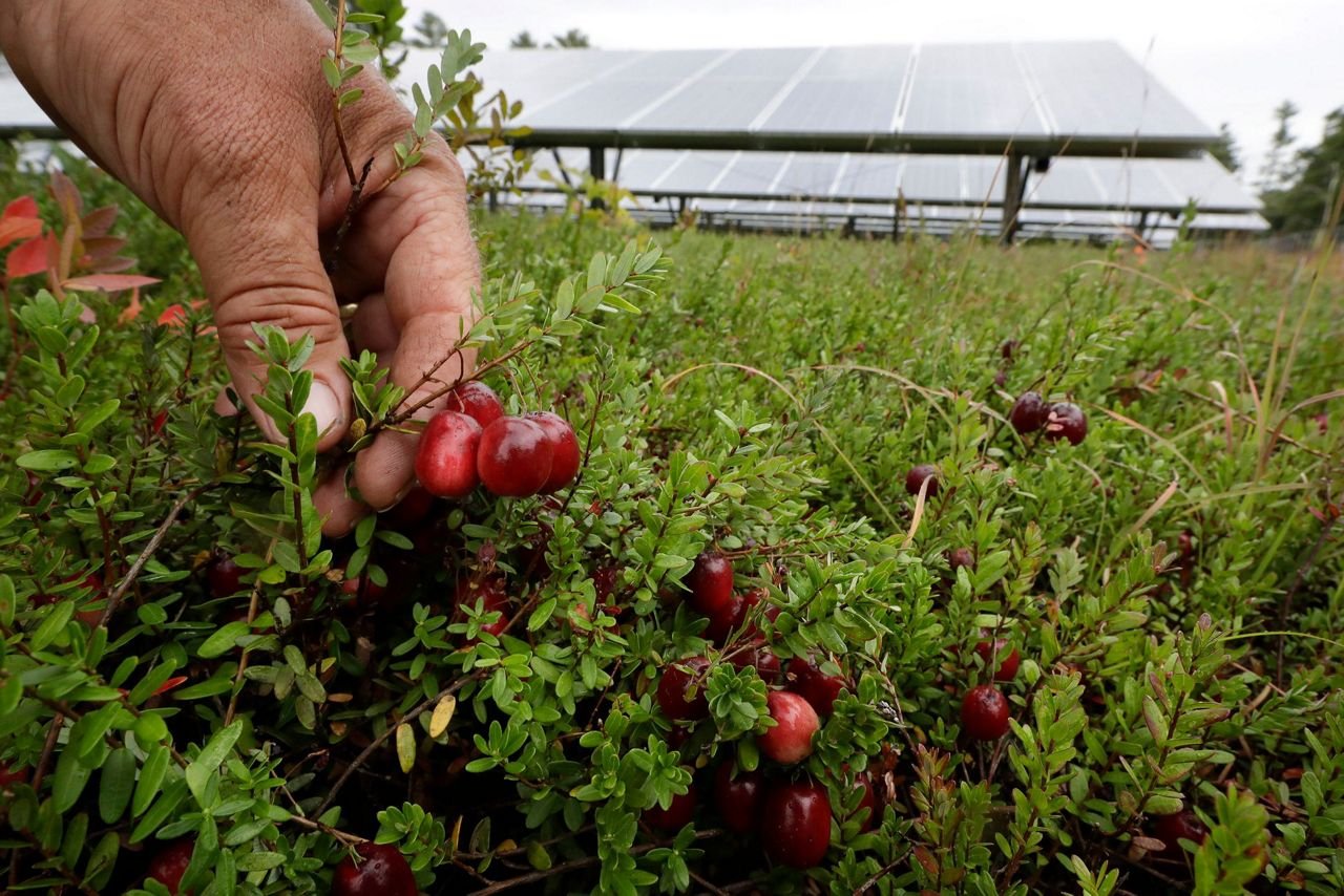 Выращивание садовой клюквы: секреты успешного урожая