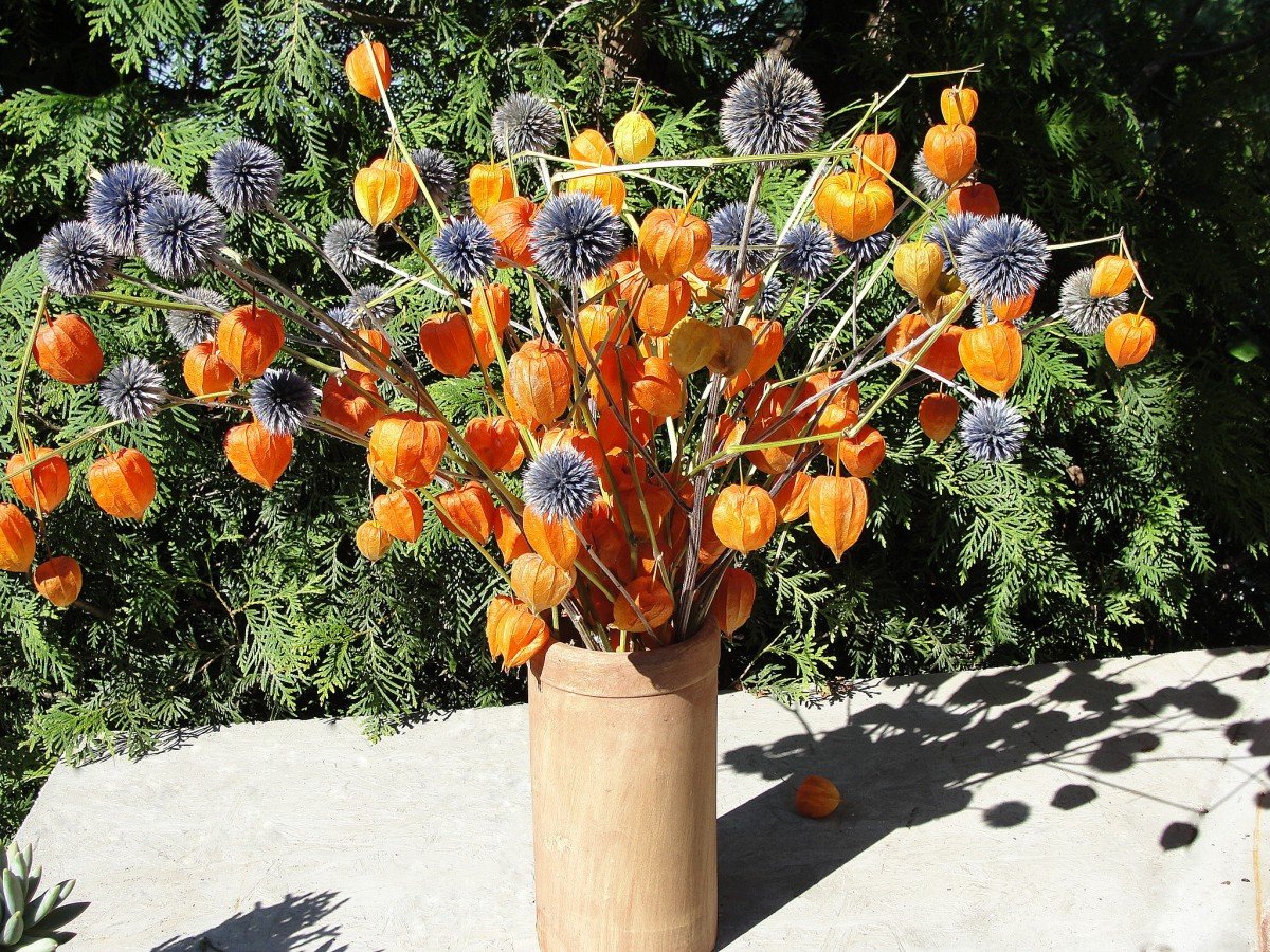 Выращивание декоративного физалиса