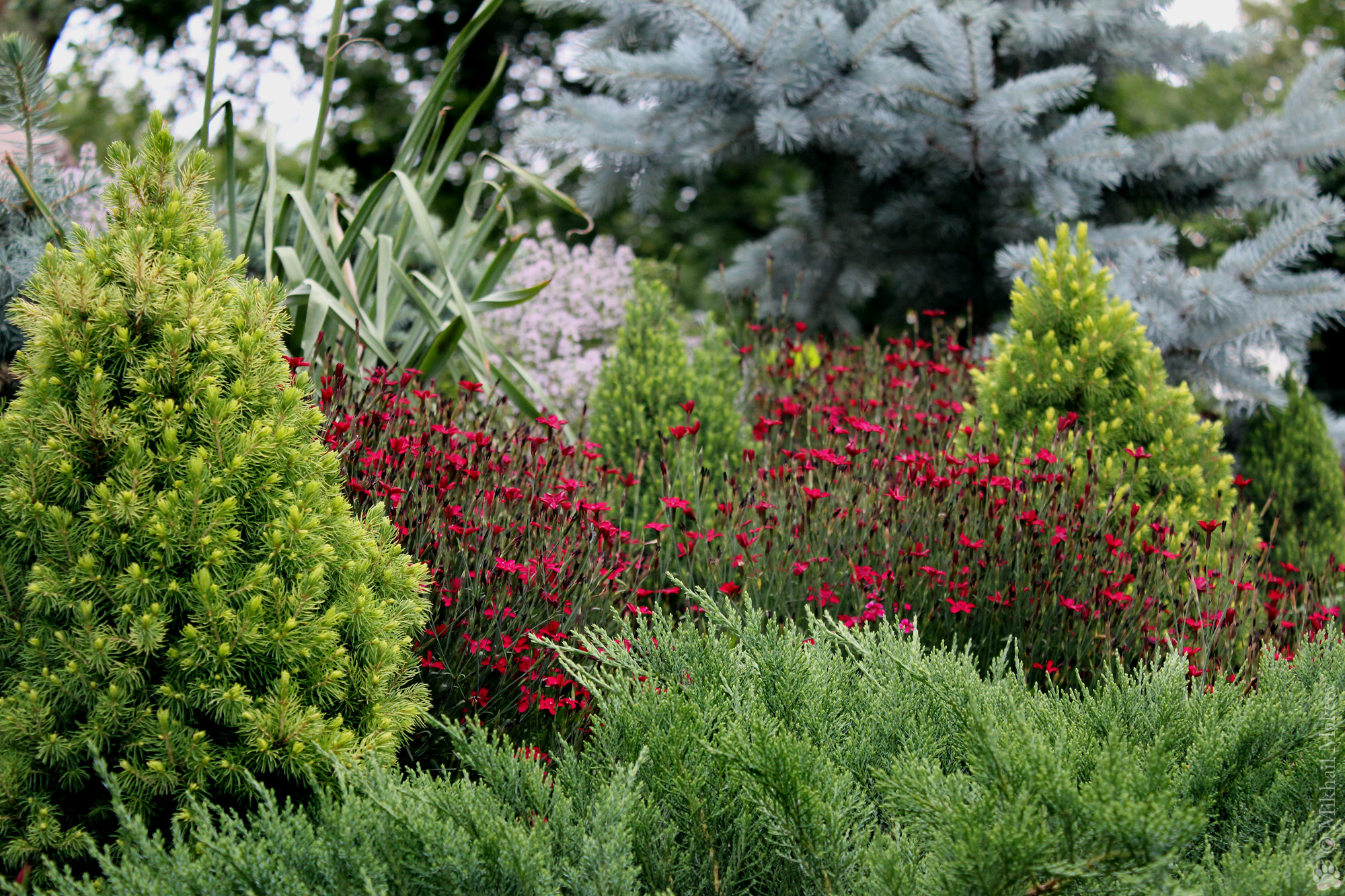Можжевельник в ландшафтном дизайне