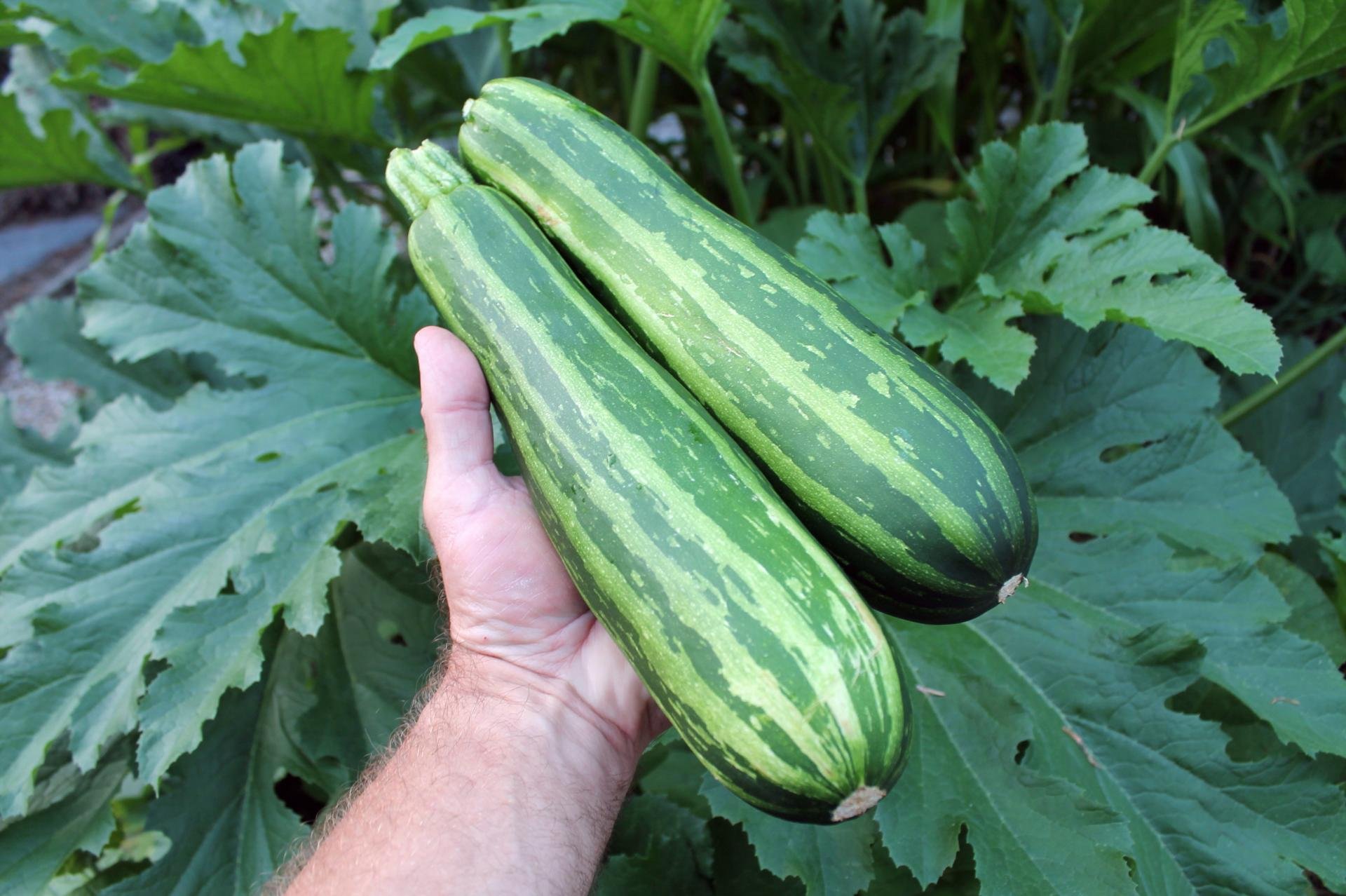 Как выращивать цукини: советы для начинающих садоводов