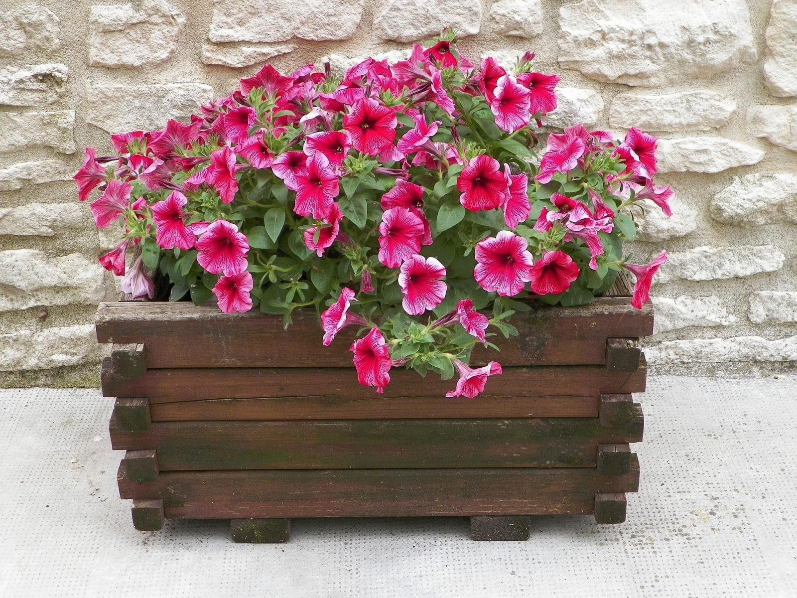 Лучшие цветы для вазонов