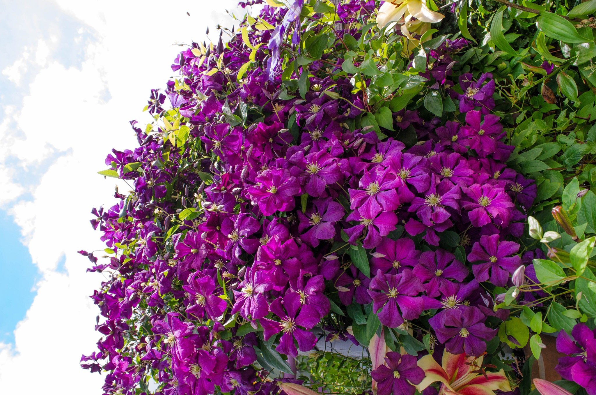 Декоративные лианы в саду - прекрасное решение для вашего участка