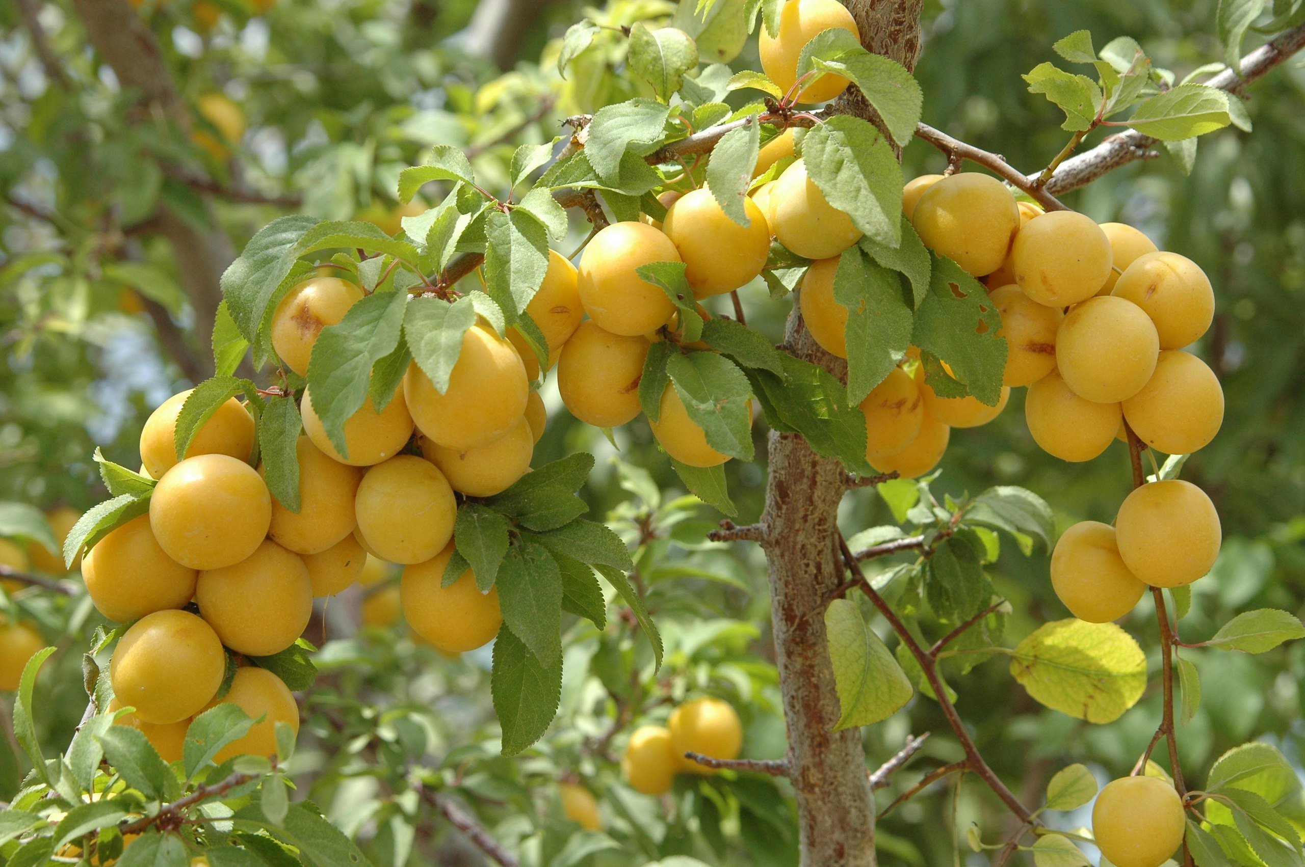 Алыча в вашем саду: прелести выращивания и ухода