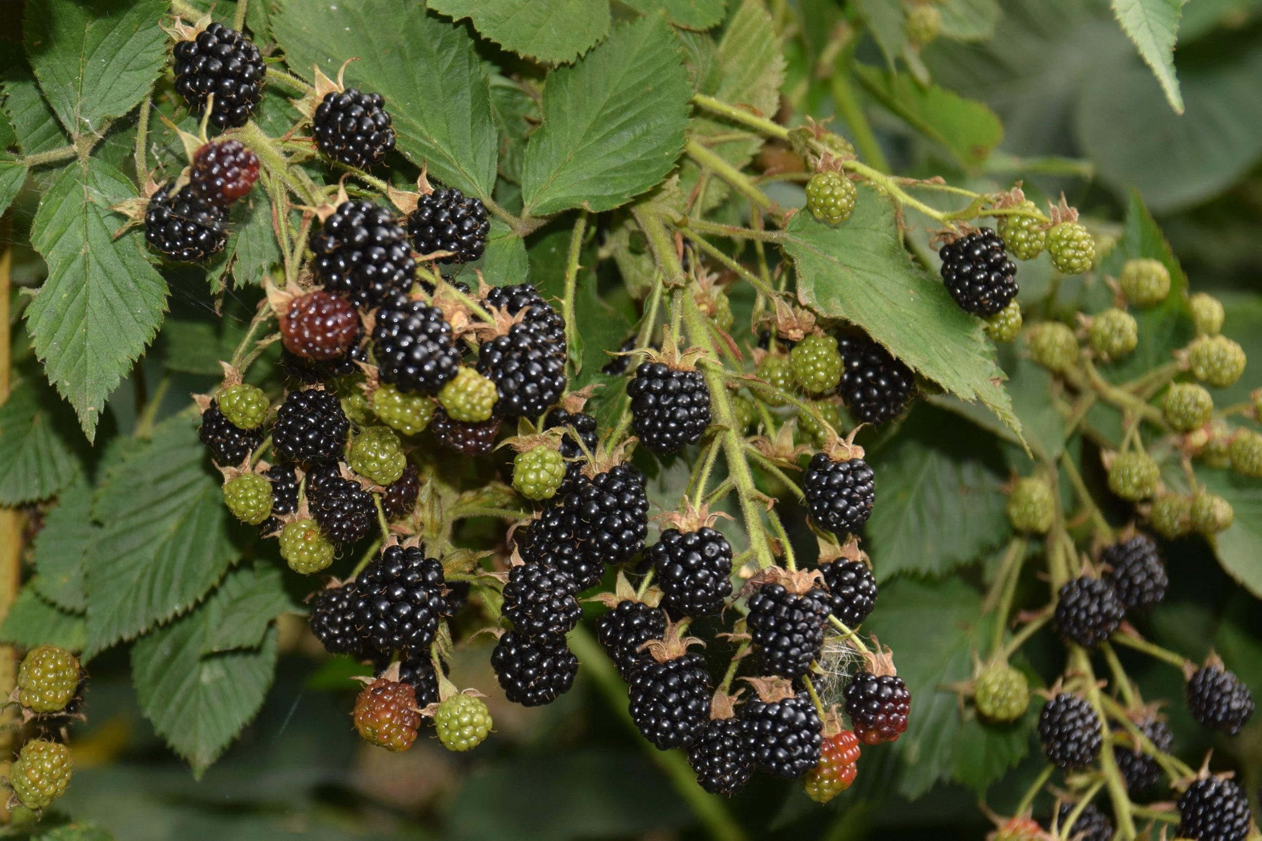 Выращивание и уход за ежевикой - секреты успешного урожая