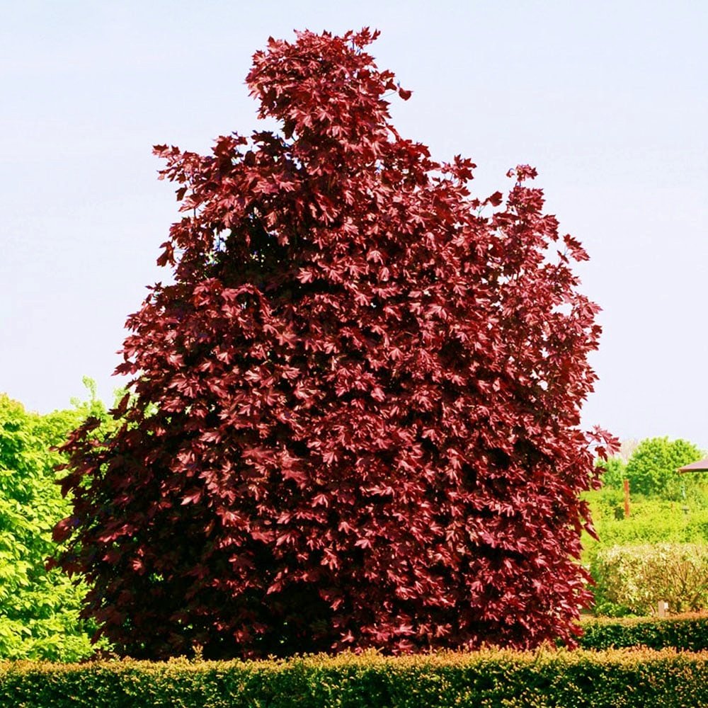 Клён в ландшафтном дизайне: преимущества и разнообразие сортов