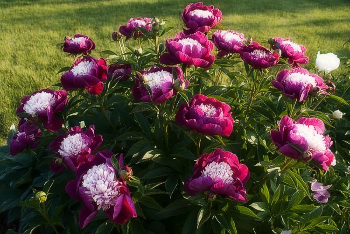 Выращивание и уход за пионами