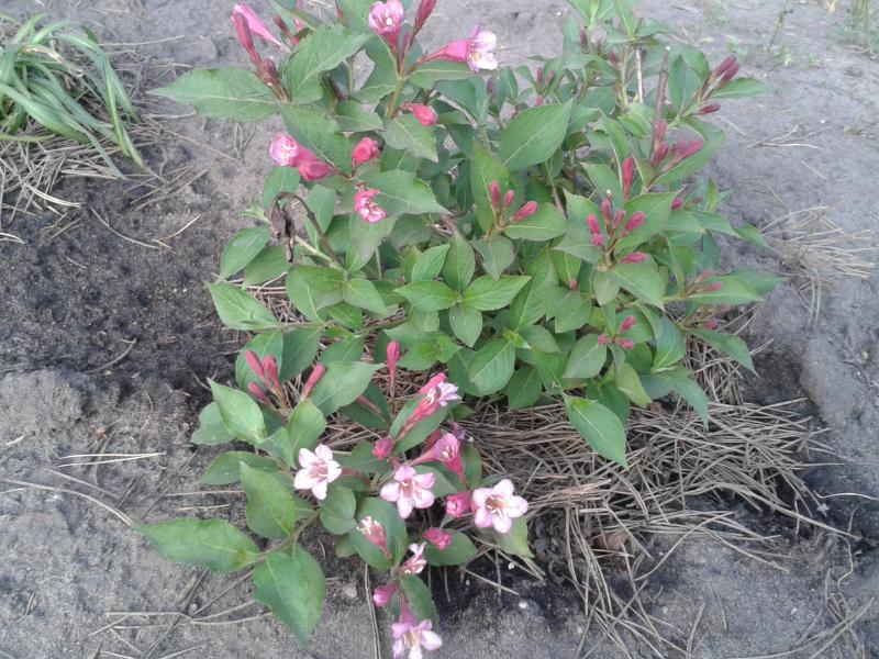 Как вырастить вейгелу