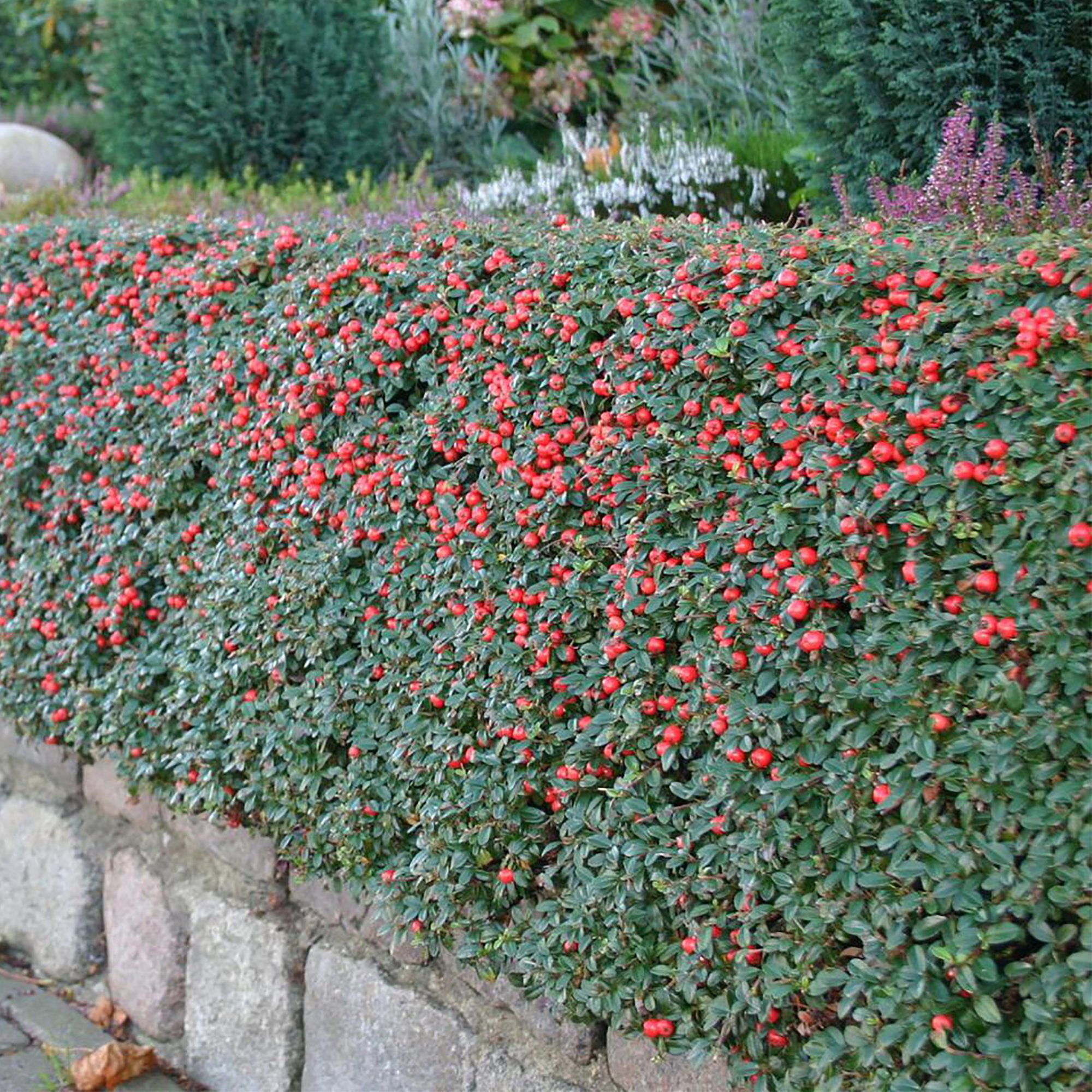 Создание живой изгороди на даче
