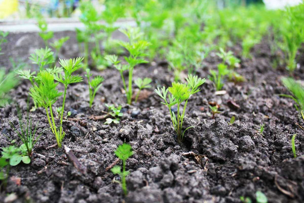 Посадка укропа в открытый грунт: советы и рекомендации
