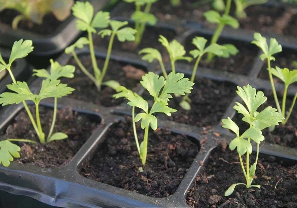 Выращивание корневой петрушки