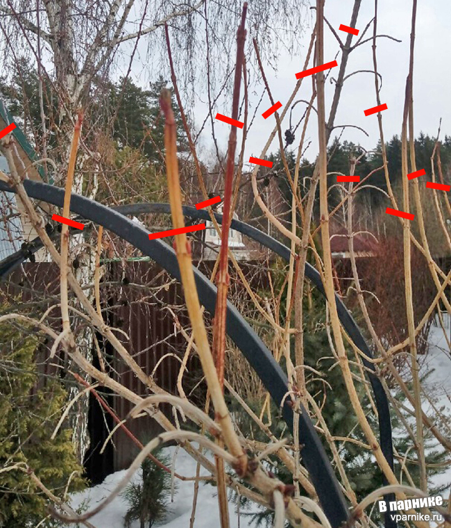 Посадка и выращивание калины бульдонеж