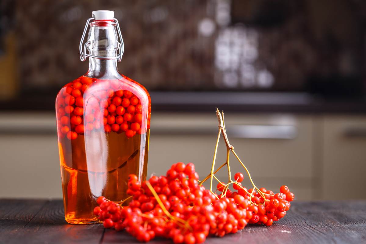 Полезные свойства рябины обыкновенной