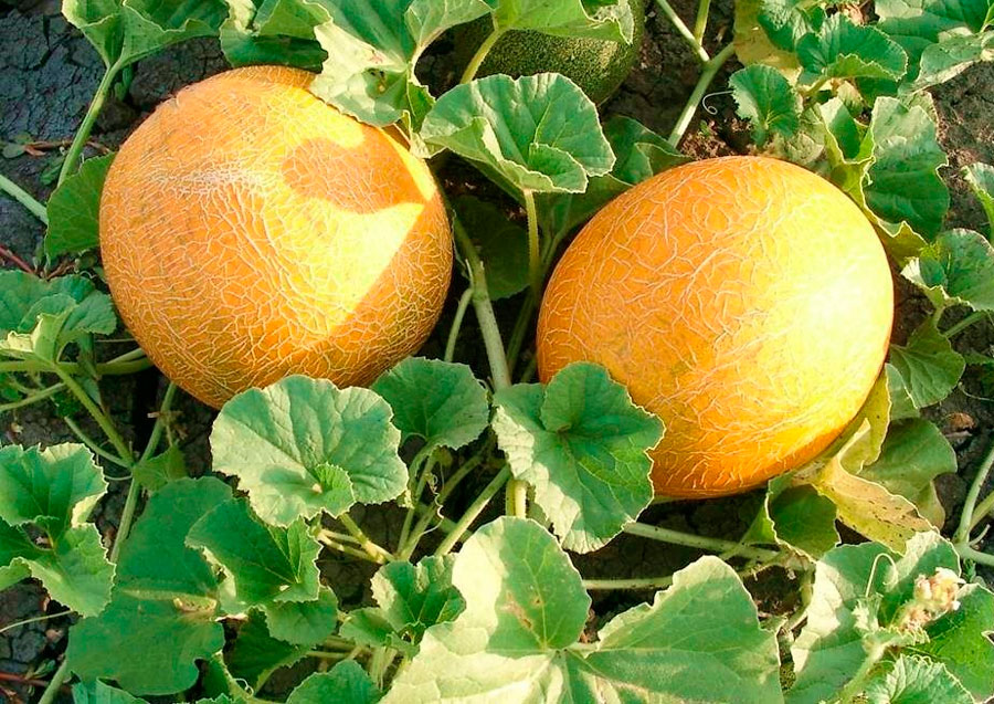 Как вырастить дыню: советы огородникам
