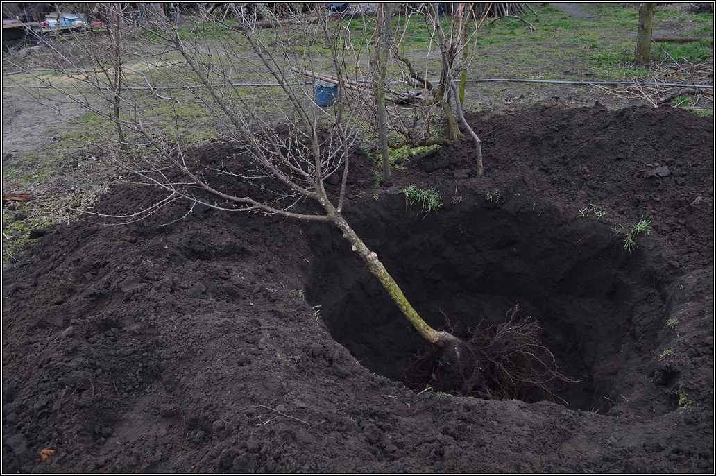 Выращивание кизила и рекомендации по уходу за ним