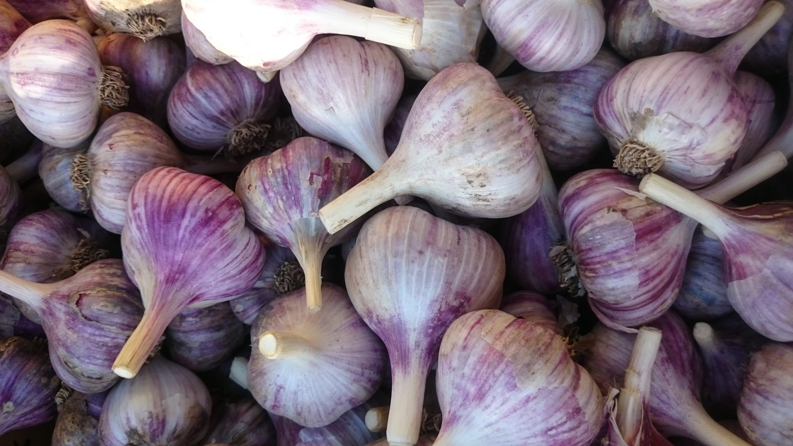 Правила выращивания чеснока