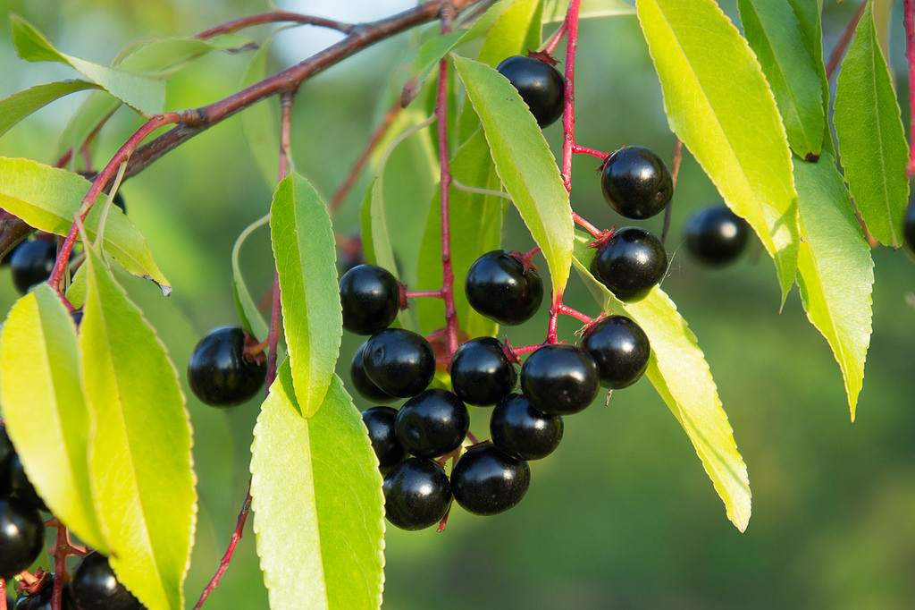 Выращивание черемухи черной: секреты и особенности