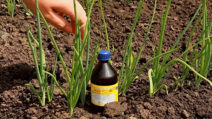Чем подкормить чеснок?