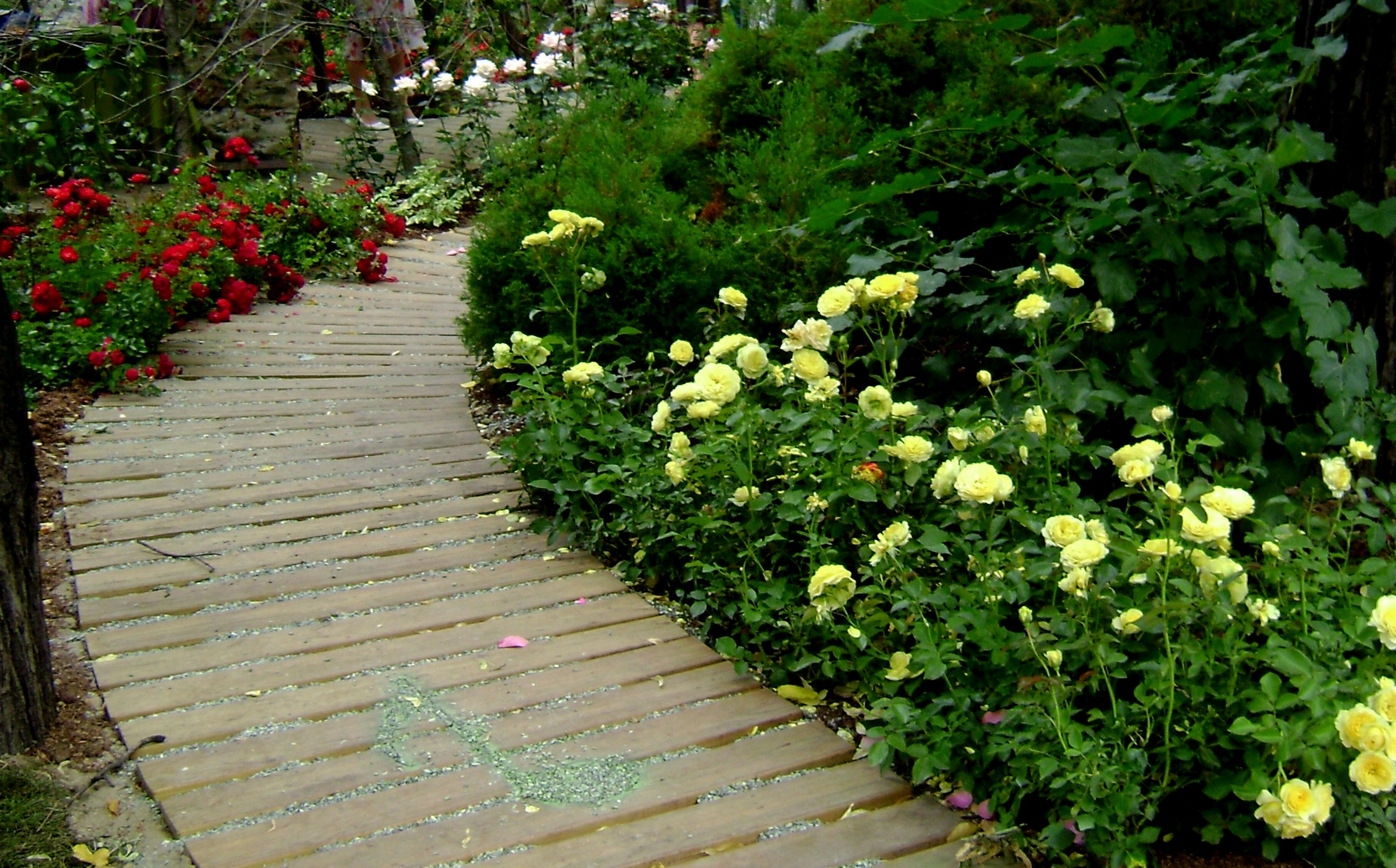 Почвопокровные розы в ландшафтном дизайне