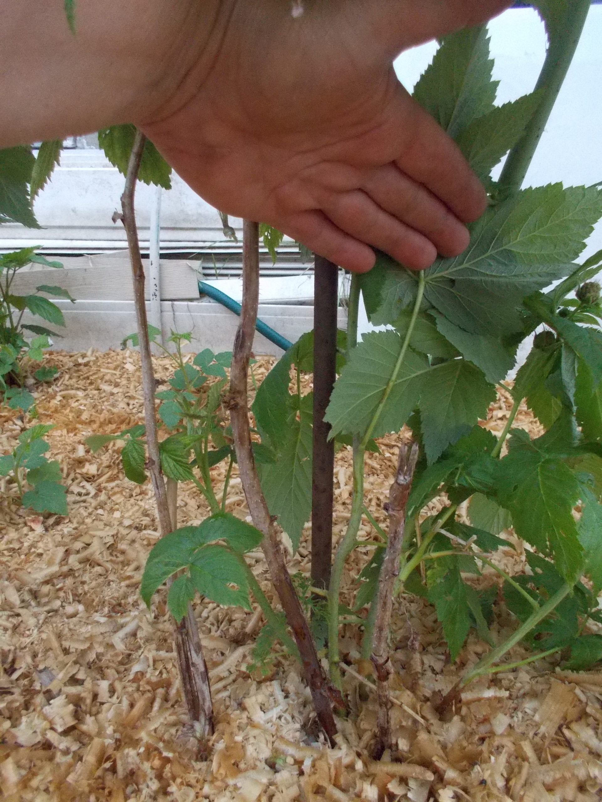 Способы размножения малины: от семян до черенков