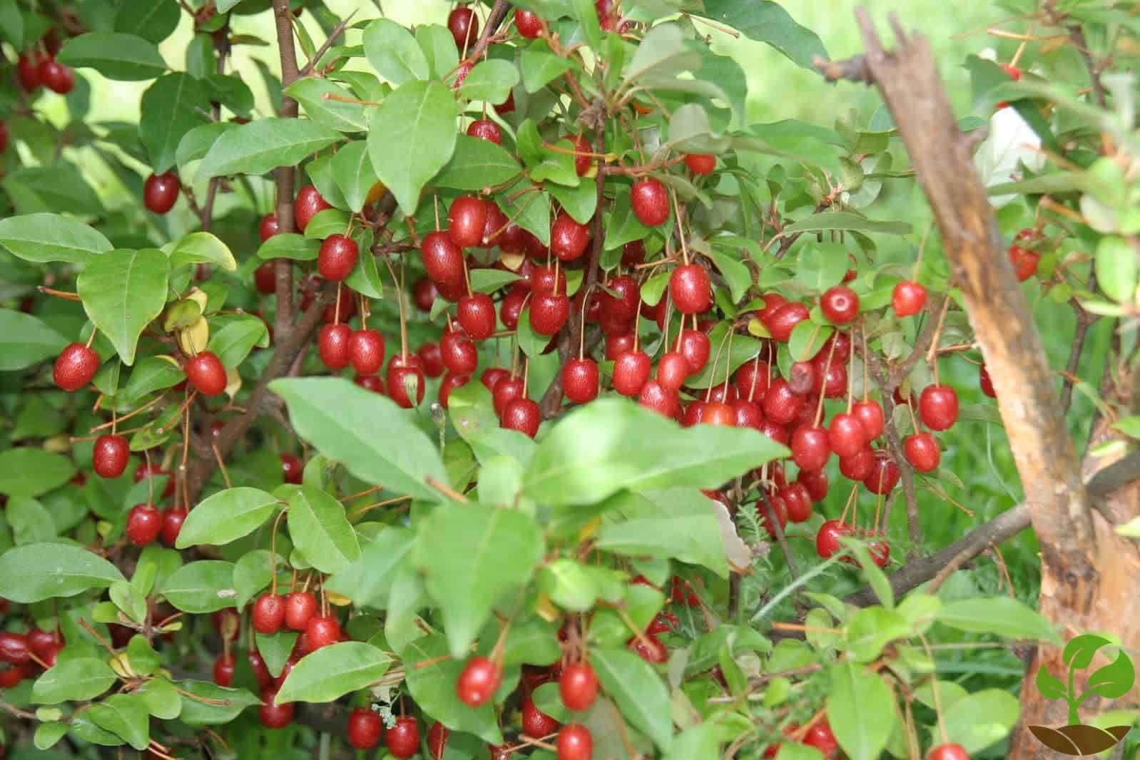 Как посадить кустарник гуми?