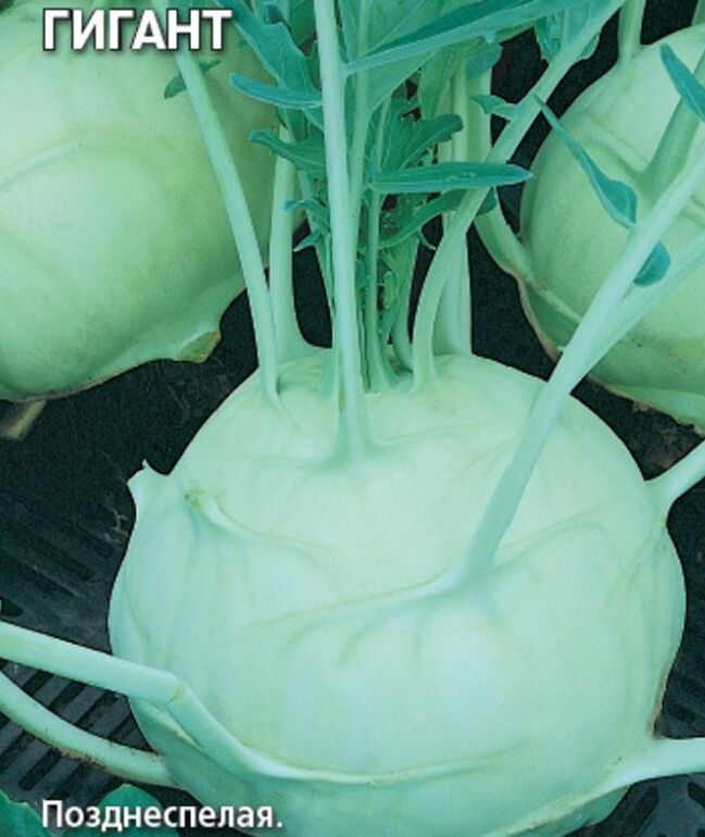 Выращивание капусты кольраби