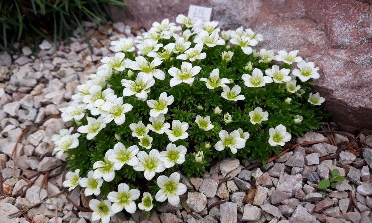 Почвопокровные растения для сада: добавляем цвет и красоту в свое пространство