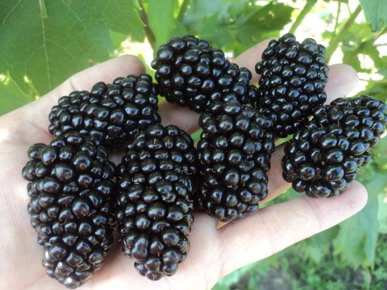 Выращивание ежевики без шипов: советы и рекомендации