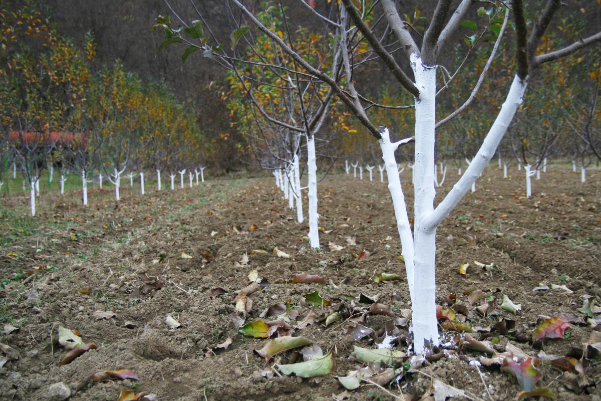 Побелка плодовых деревьев: важное условие здоровья и урожайности
