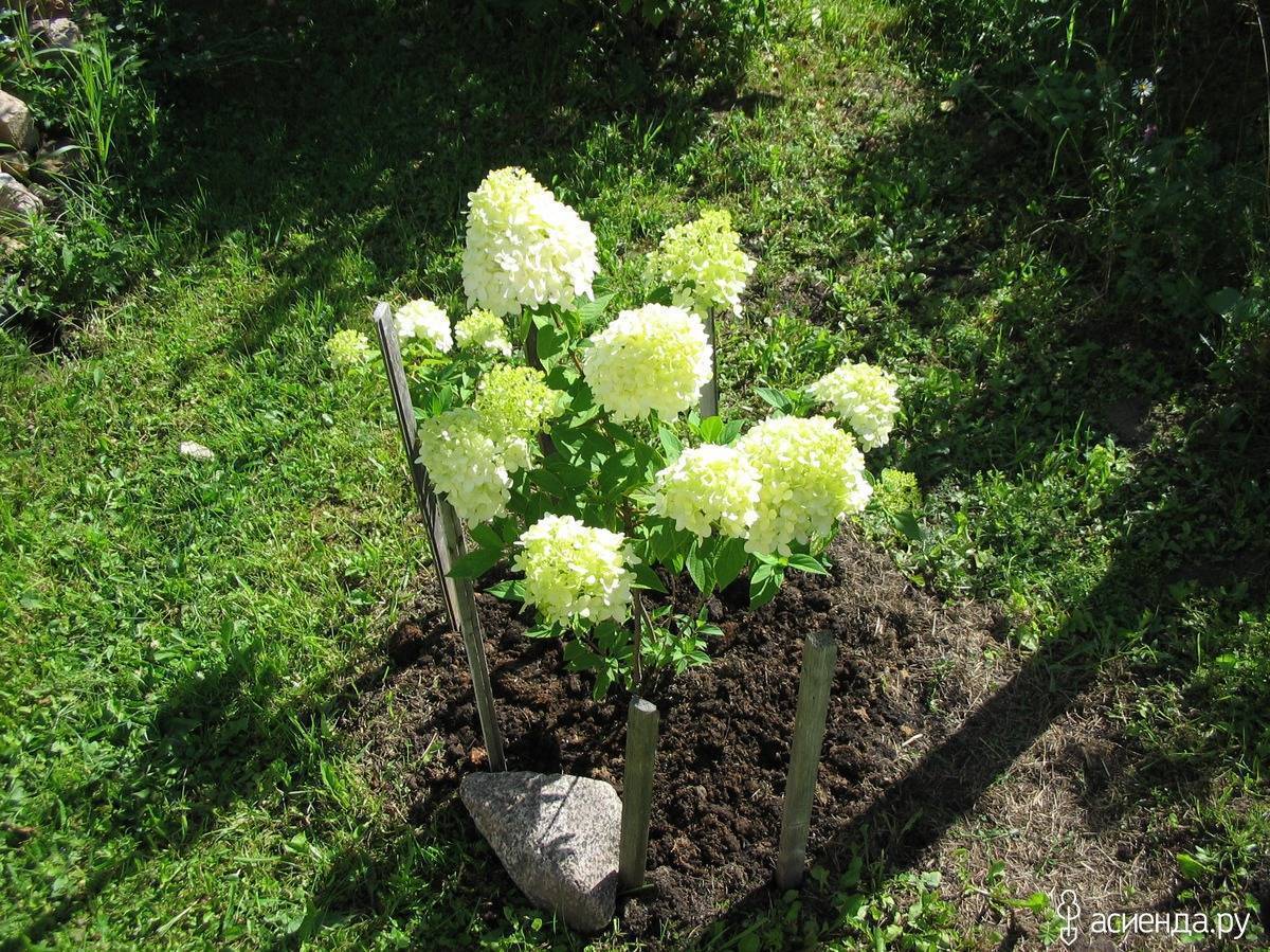 Правильная посадка гортензии метельчатой