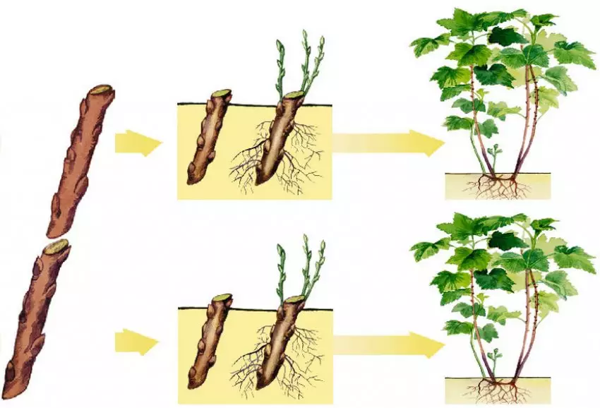 Размножение черной смородины черенкованием