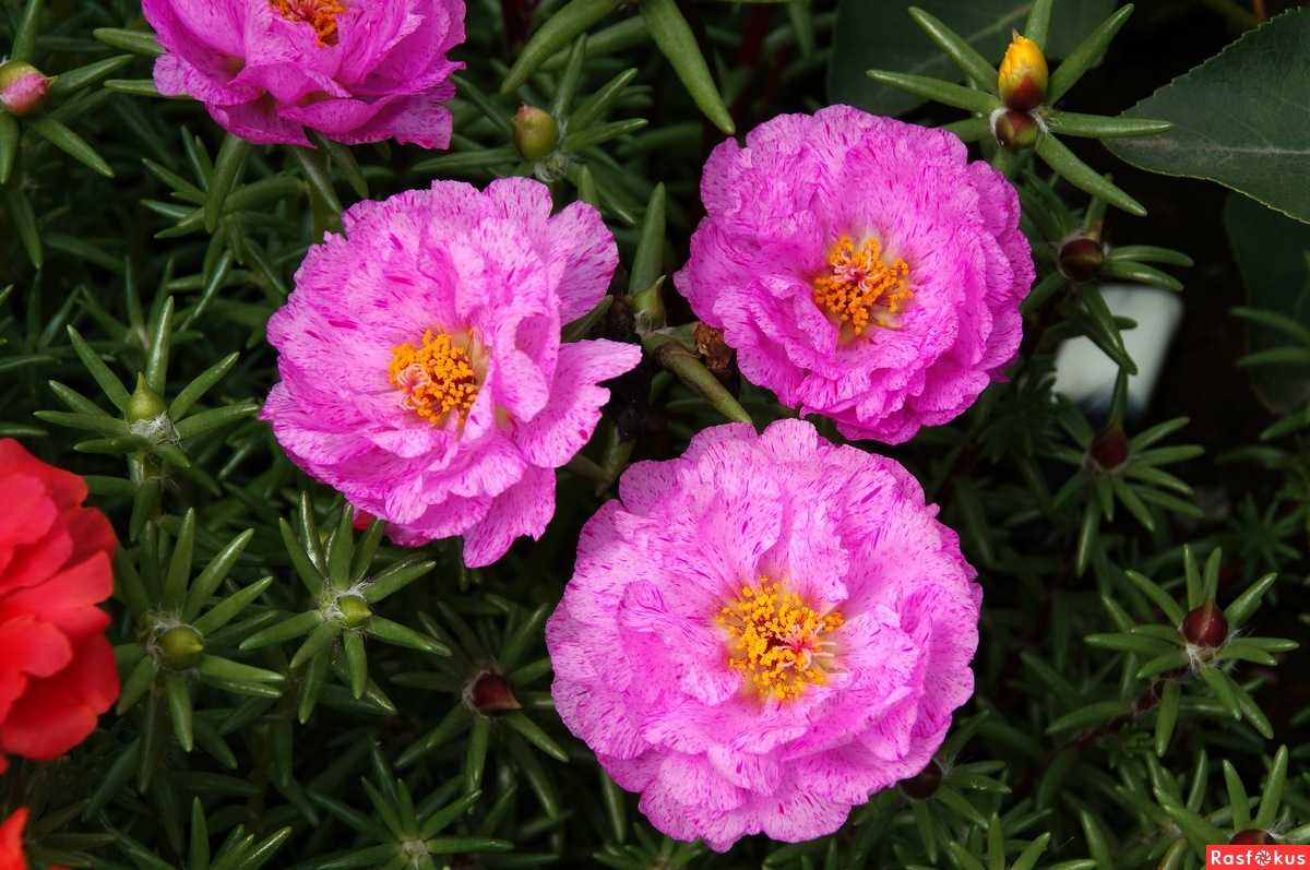 Посадка и уход за портулаком