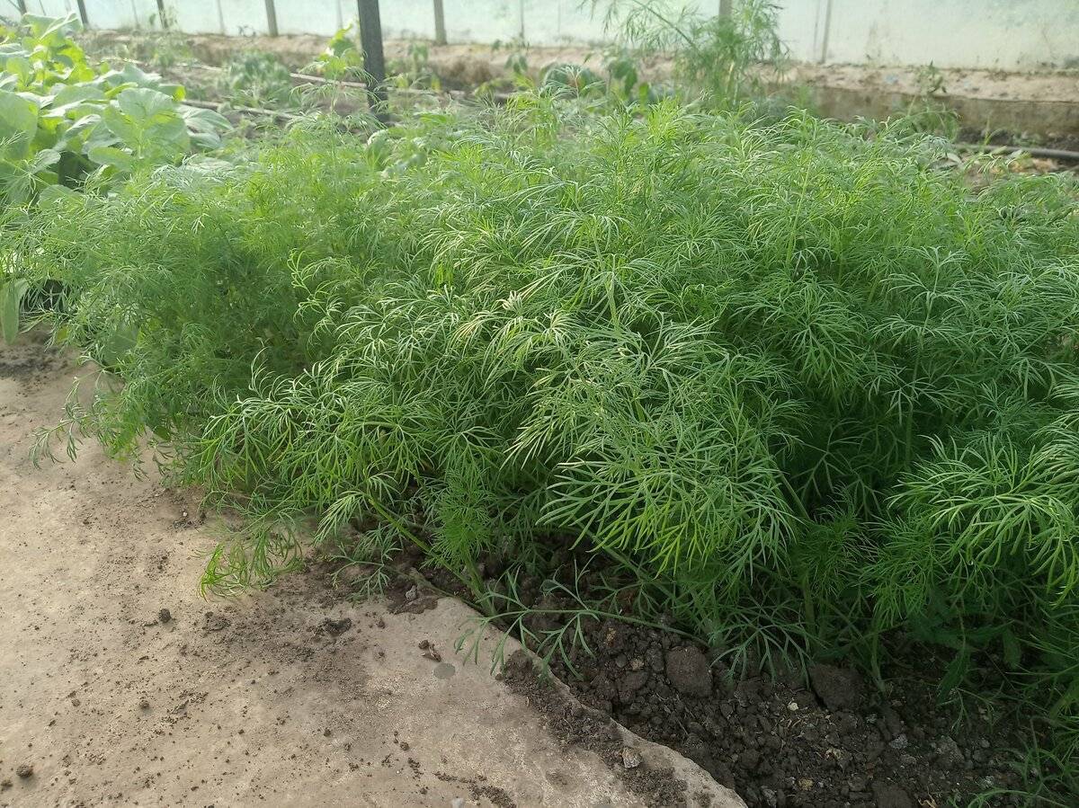 Посадка укропа в открытый грунт: советы и рекомендации