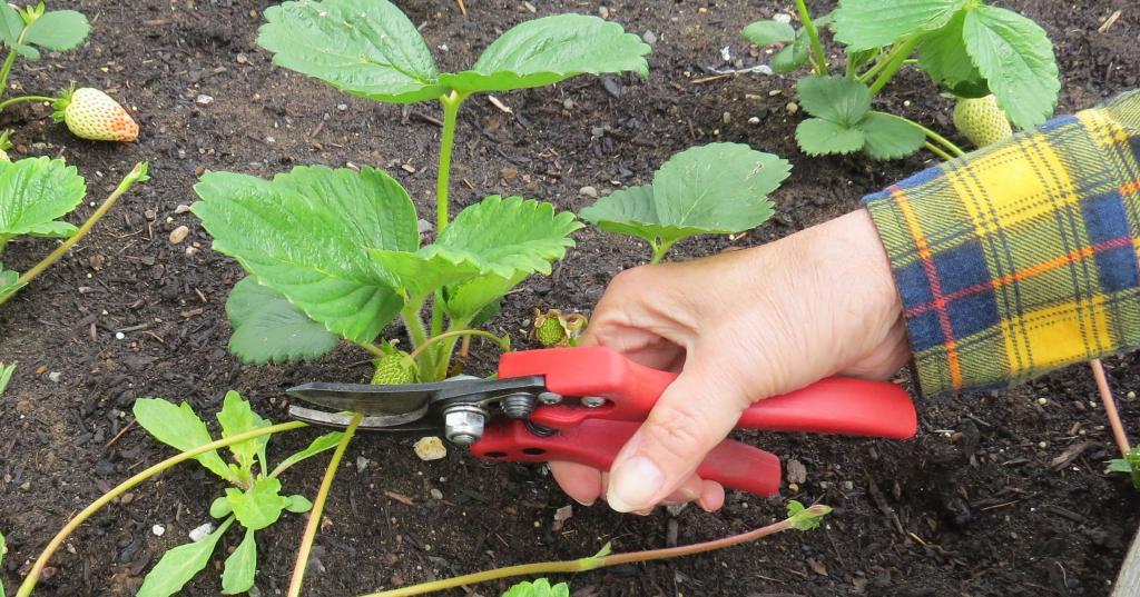 Основные способы размножения клубники