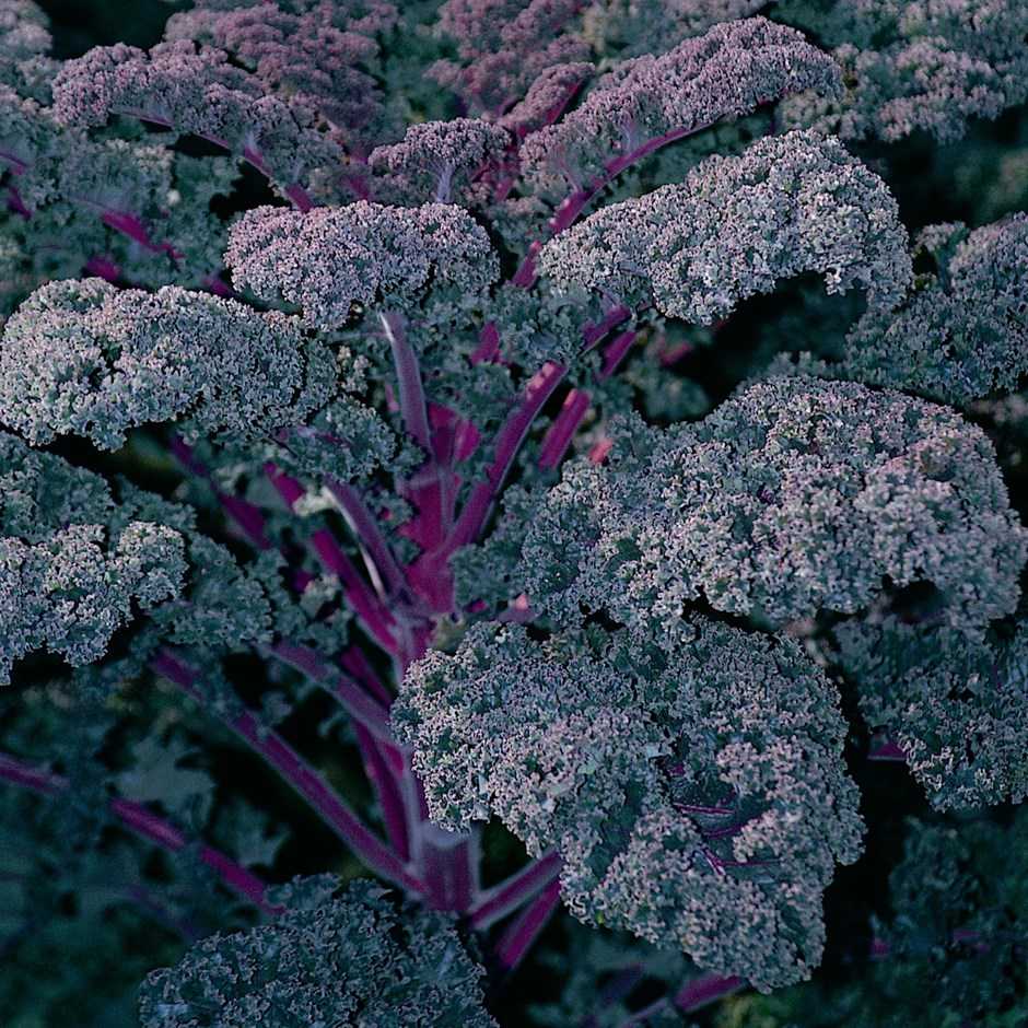 Выращивание капусты кале (кейл): секреты успешного урожая