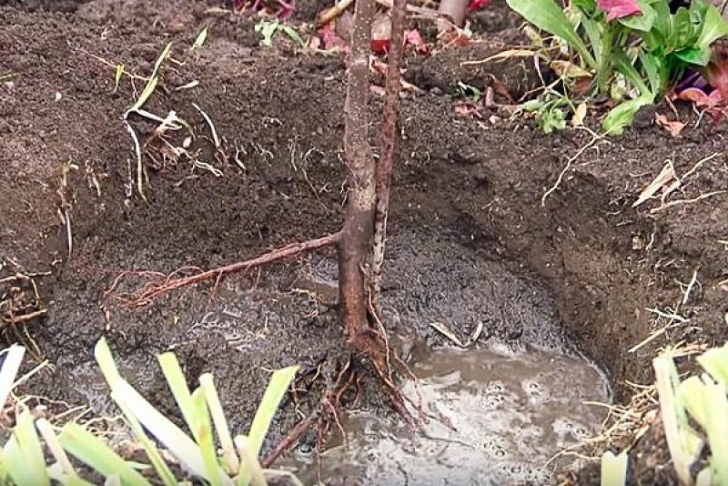 Как правильно посадить вишню весной