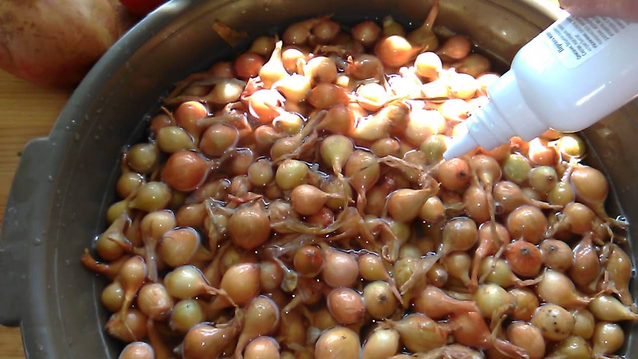 Обработка лука от вредителей перед посадкой