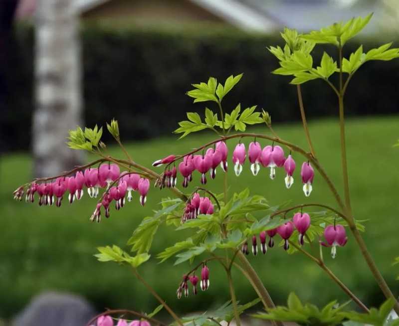Выращивание и уход за дицентрой