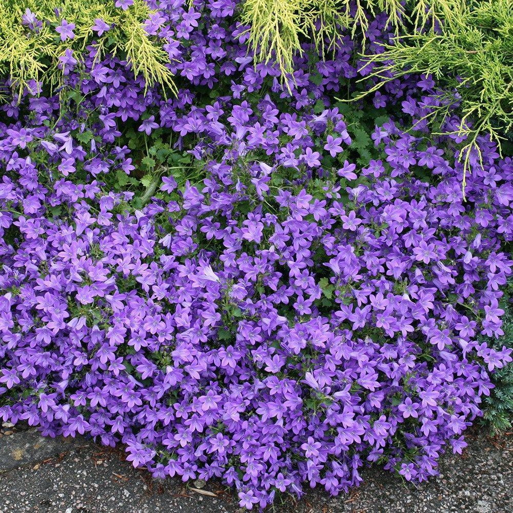 Почвопокровные растения для сада: добавляем цвет и красоту в свое пространство