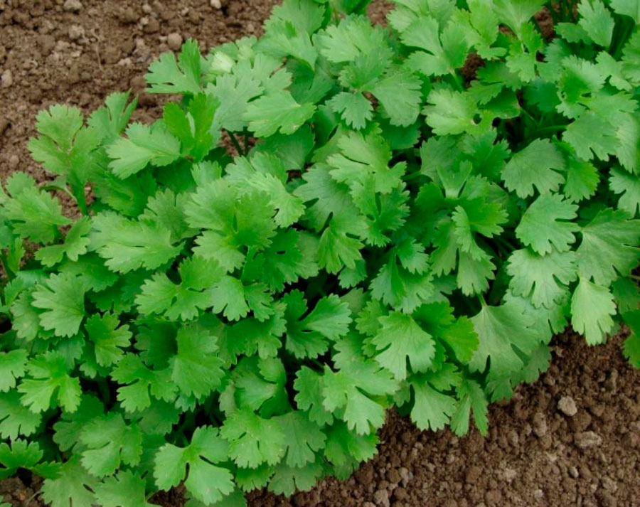 Посадка кинзы и уход за ним