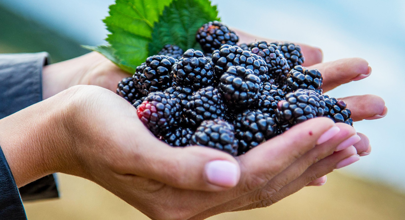 Полезные свойства ежевики