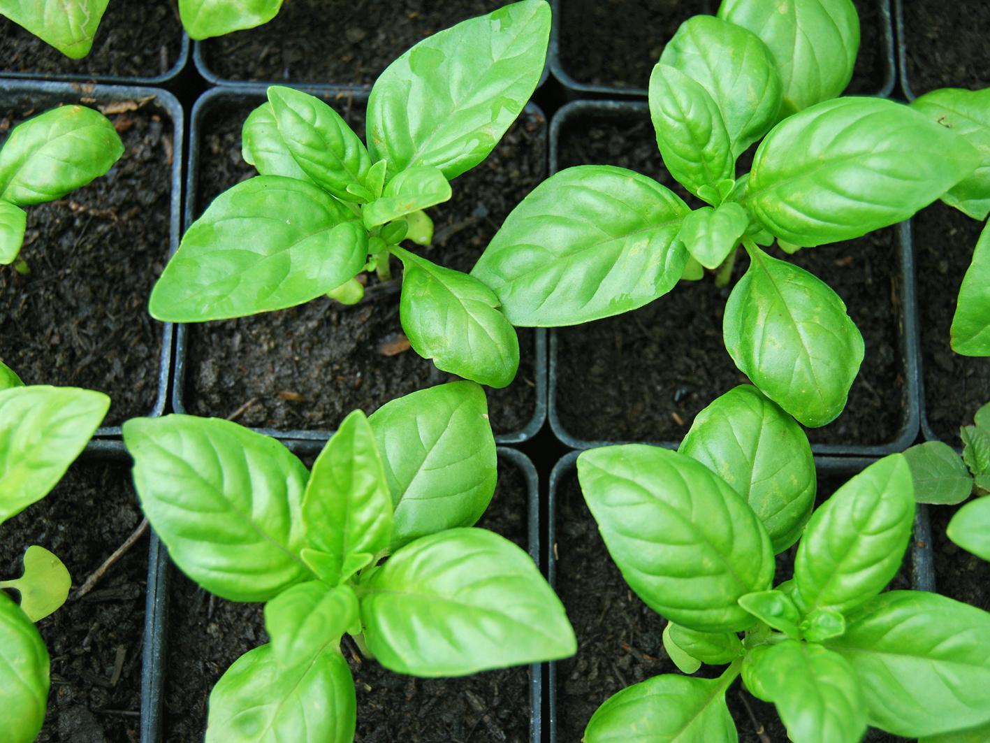Посадка базилика на рассаду