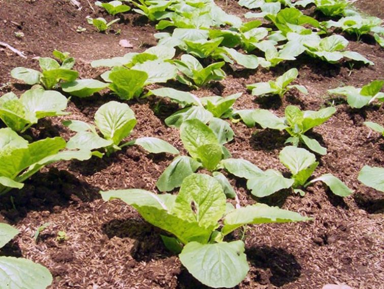 Посадка и выращивание пекинской капусты