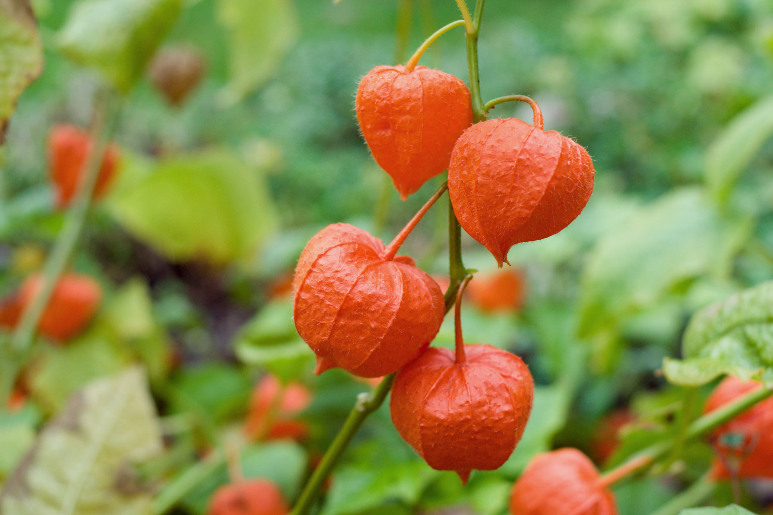 Физалис ягодный: описание, выращивание и уход