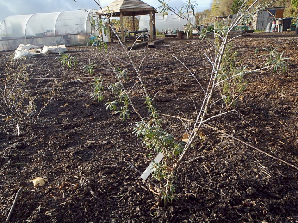 Выращивание и уход за облепихой