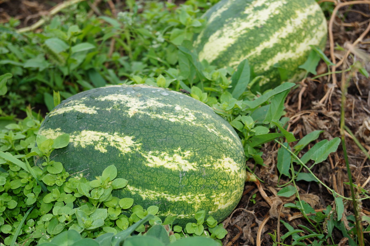 Выращивание арбуза в открытом грунте