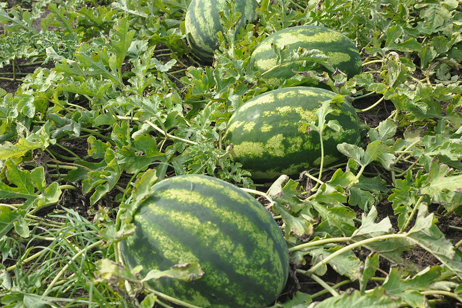 Выращивание арбуза в открытом грунте
