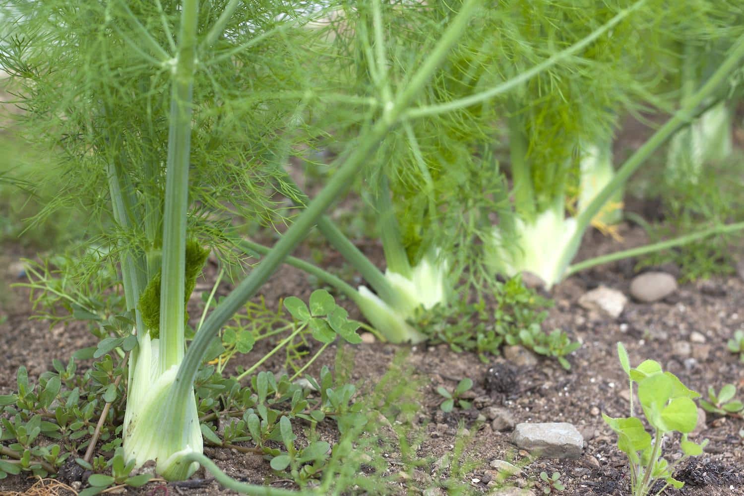 Выращивание фенхеля: секреты удачного процесса