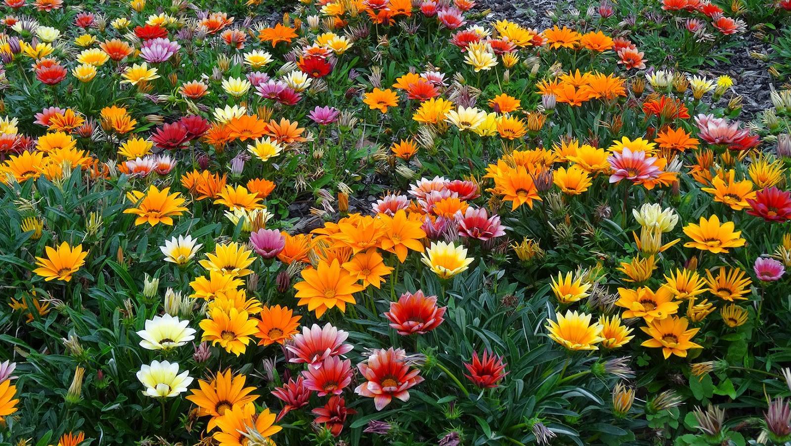 Выращивание и уход за гацанией