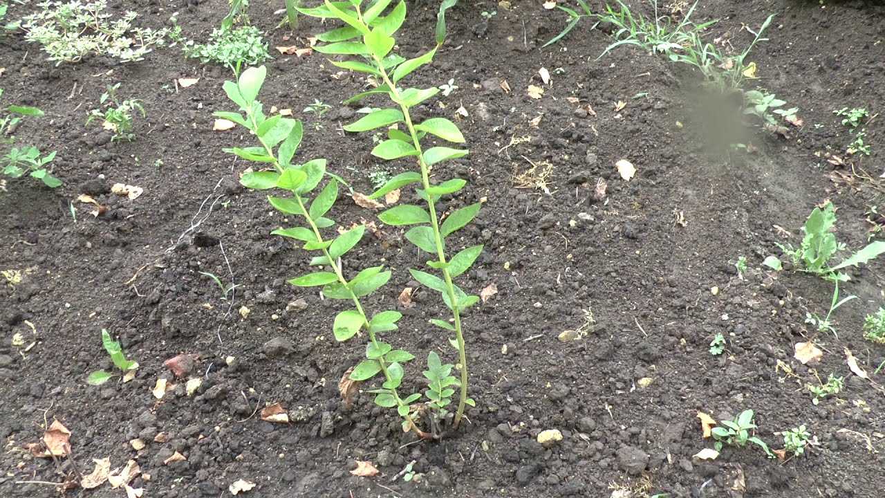 Посадка садовой черники: важные моменты и советы