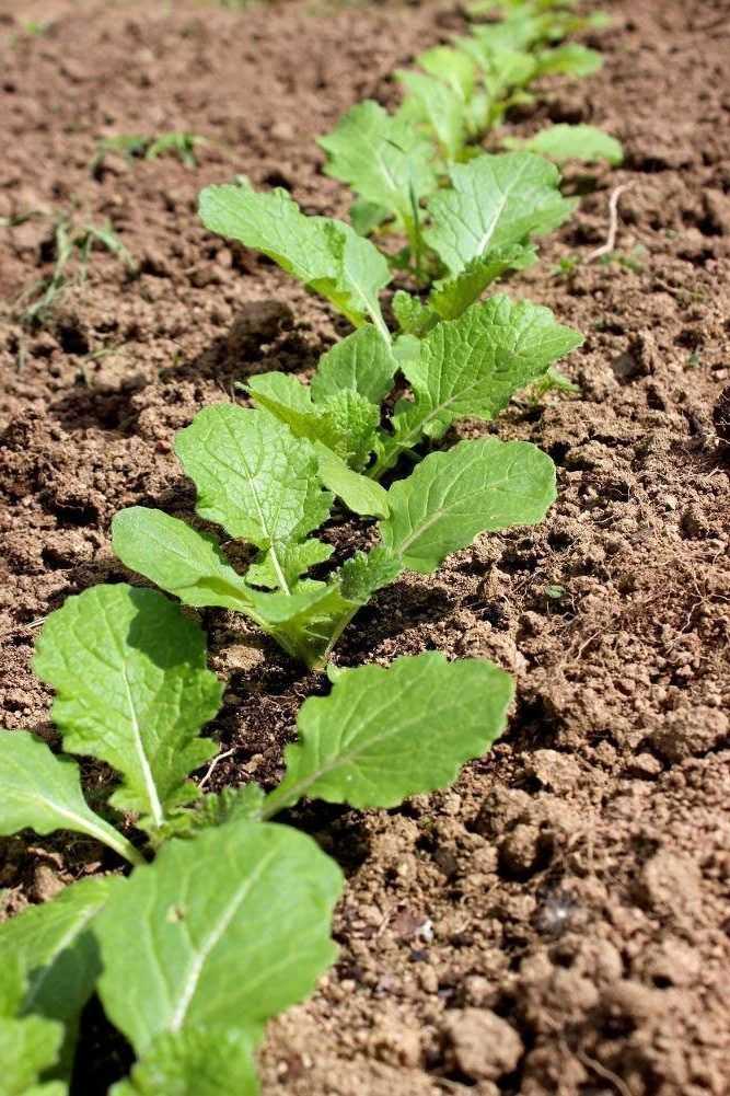 Посадка брюквы в открытый грунт